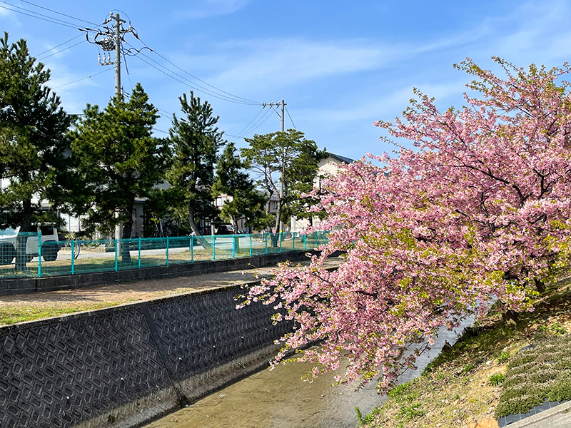 美川蝶屋の河津桜