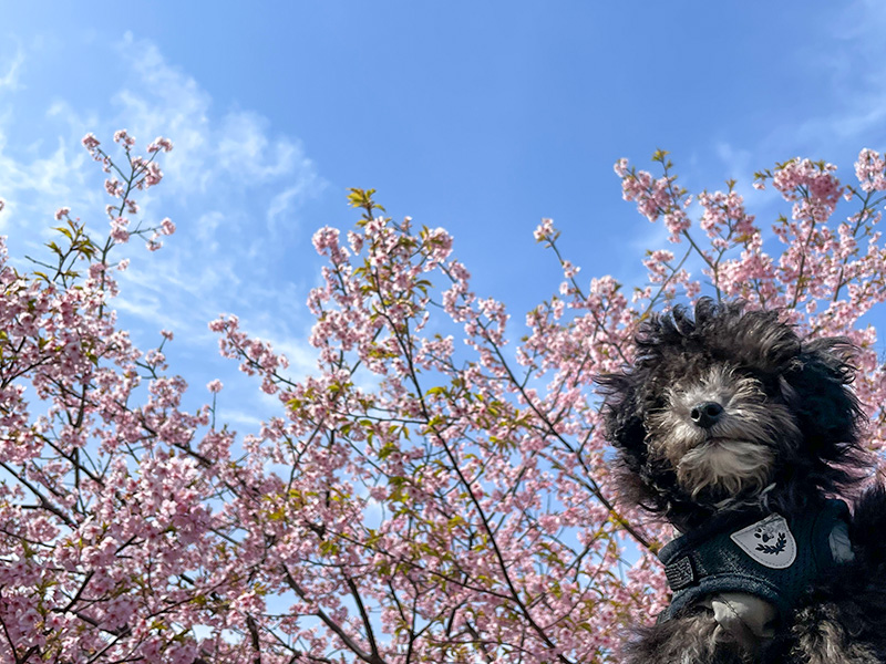 美川蝶屋の河津桜