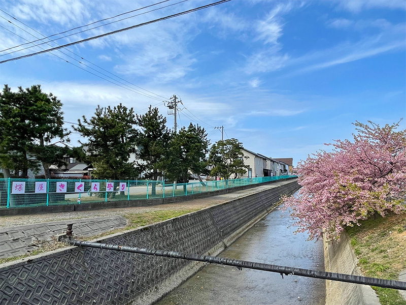 美川蝶屋の河津桜