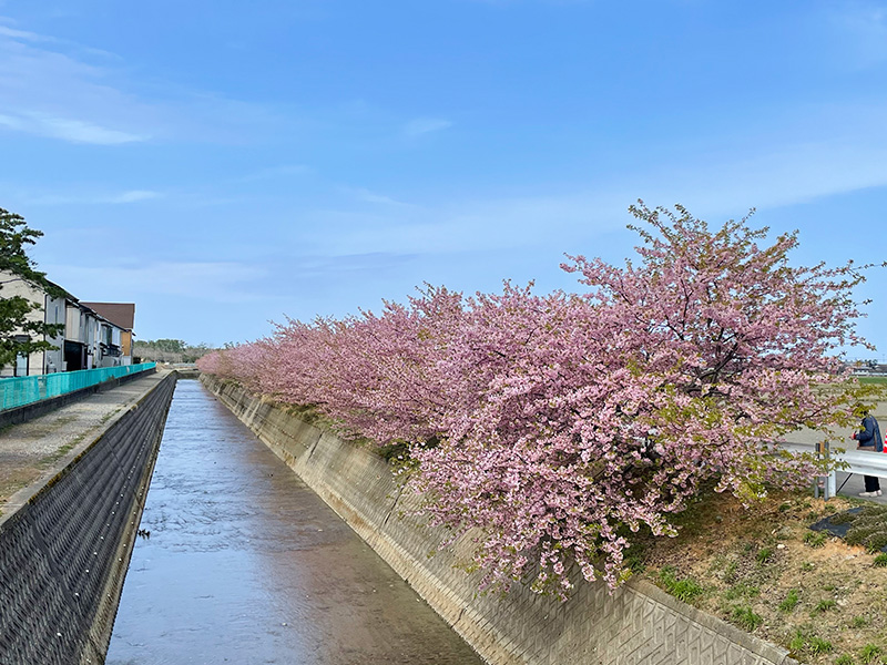 美川蝶屋の河津桜