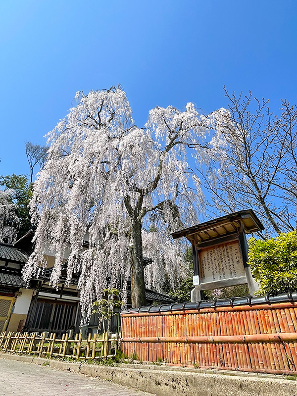 喜多家のしだれ桜