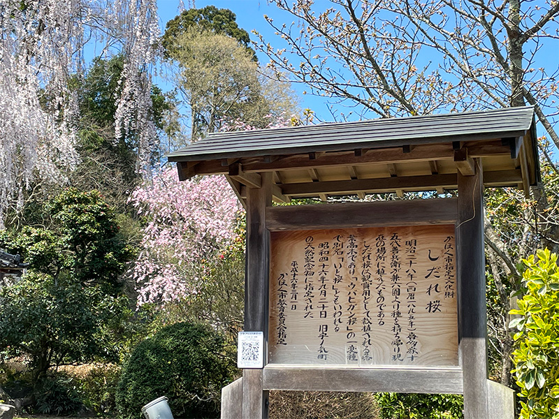 喜多家のしだれ桜