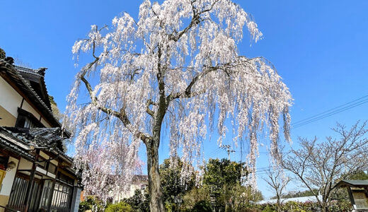 【花見】喜多家のしだれ桜はまるで空から降り注ぐかのような一本桜