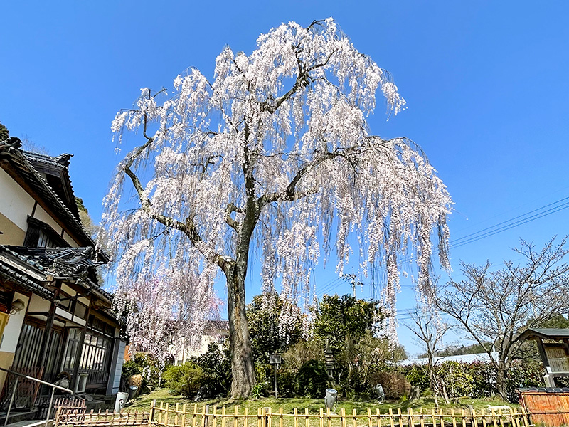 喜多家のしだれ桜