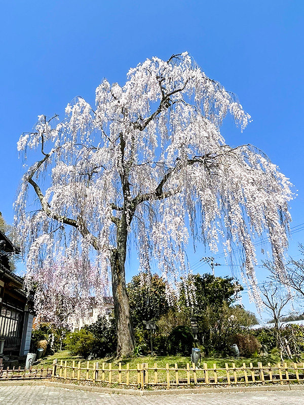 喜多家のしだれ桜