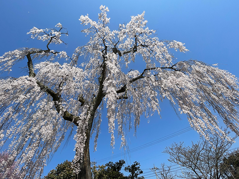 喜多家のしだれ桜