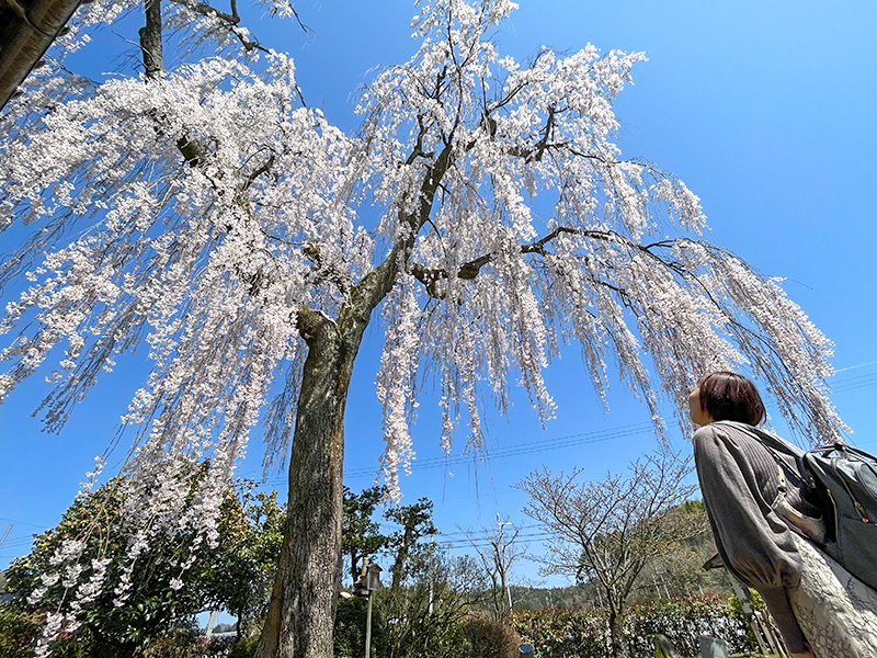 喜多家のしだれ桜