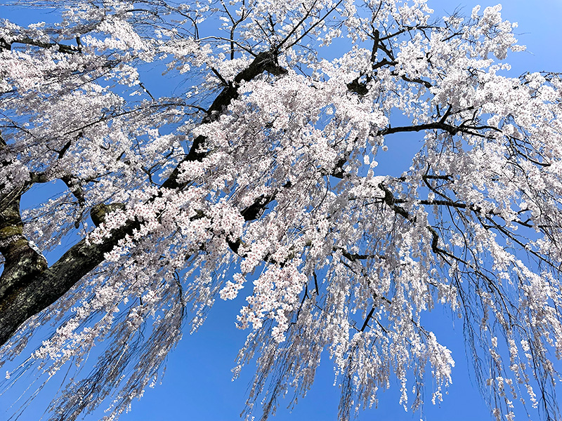 喜多家のしだれ桜