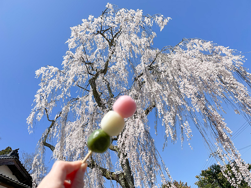 喜多家のしだれ桜