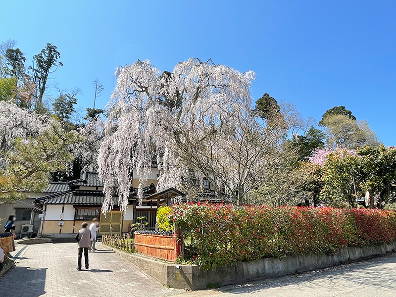 喜多家のしだれ桜