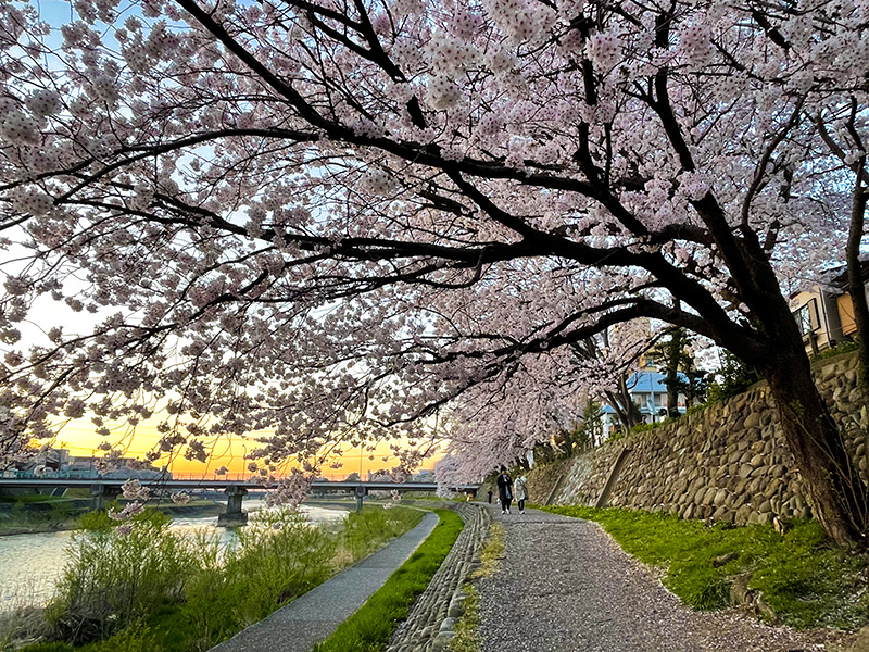 金沢 犀川の桜