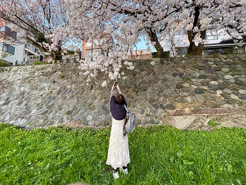 金沢 犀川の桜