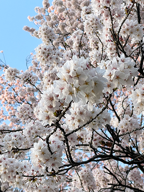 金沢 犀川の桜