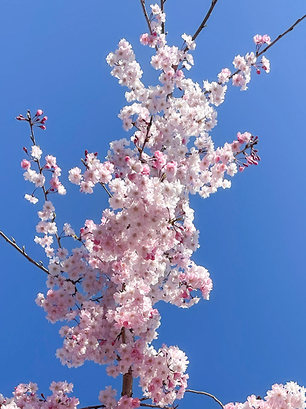 金沢 犀川の桜