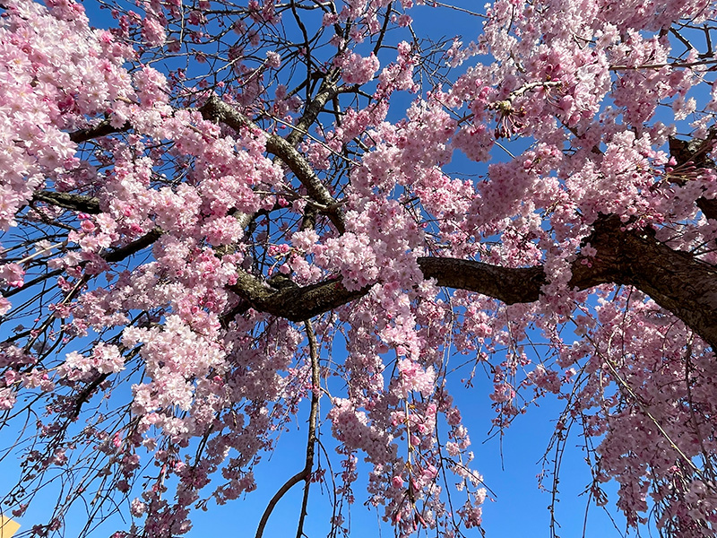 金沢 犀川の桜