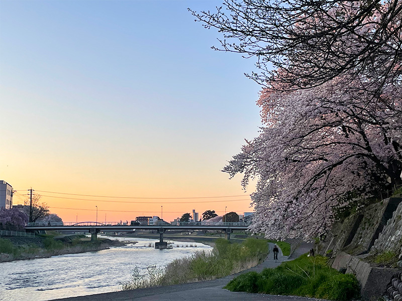 金沢 犀川の桜