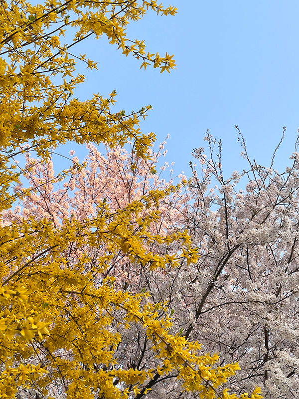 金沢 犀川の桜