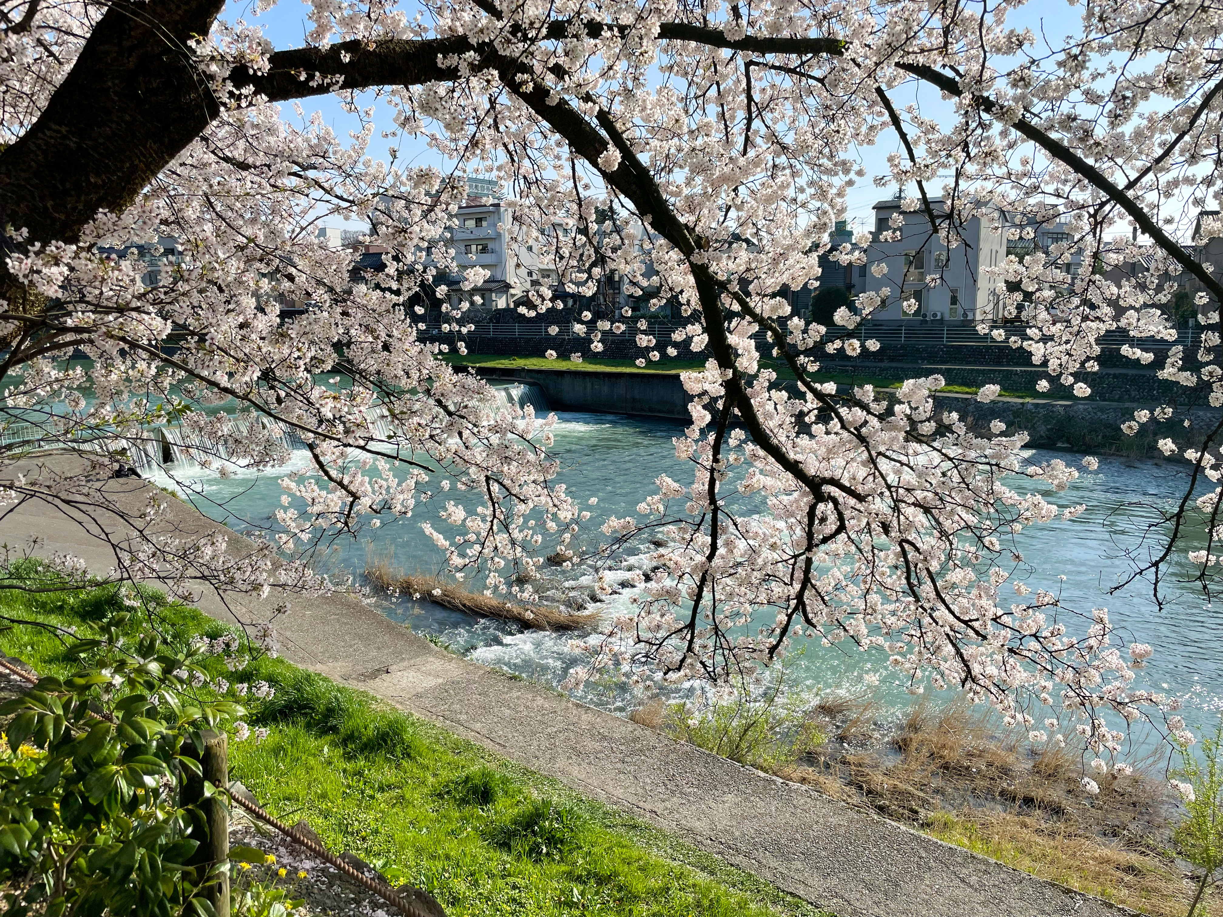 金沢 犀川の桜