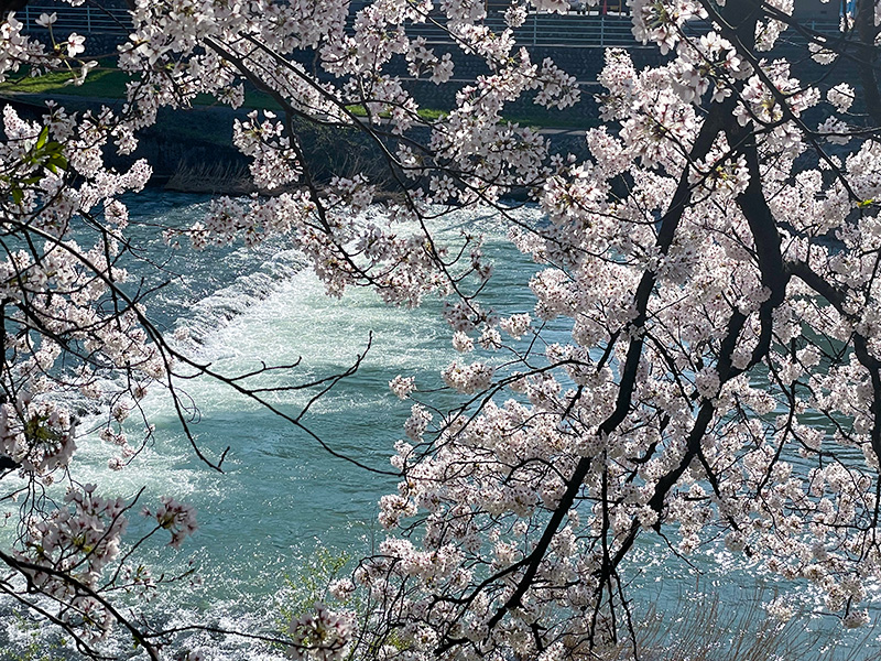 金沢 犀川の桜