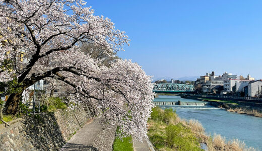 【花見】桜を眺めながら犀川沿いをお散歩