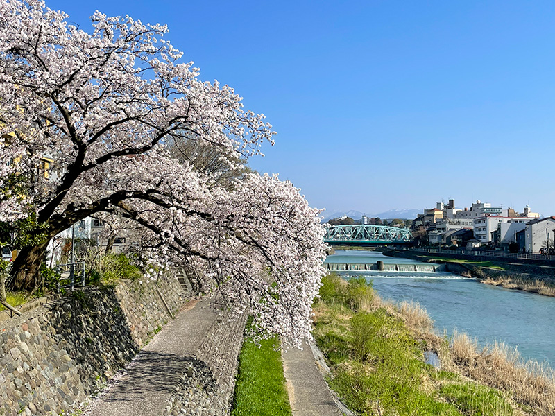 金沢 犀川の桜