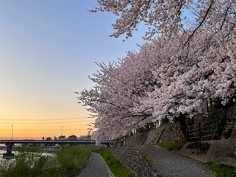 金沢 犀川の桜