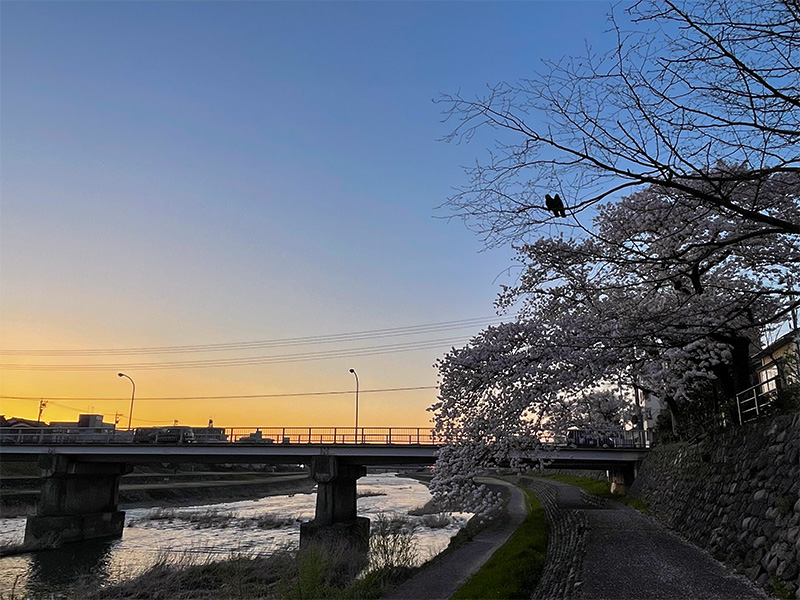 金沢 犀川の桜