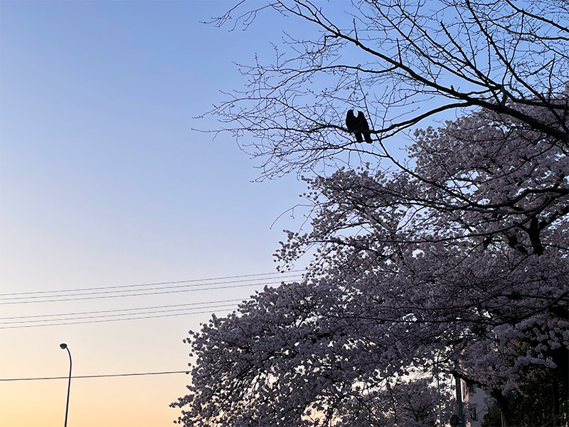 金沢 犀川の桜