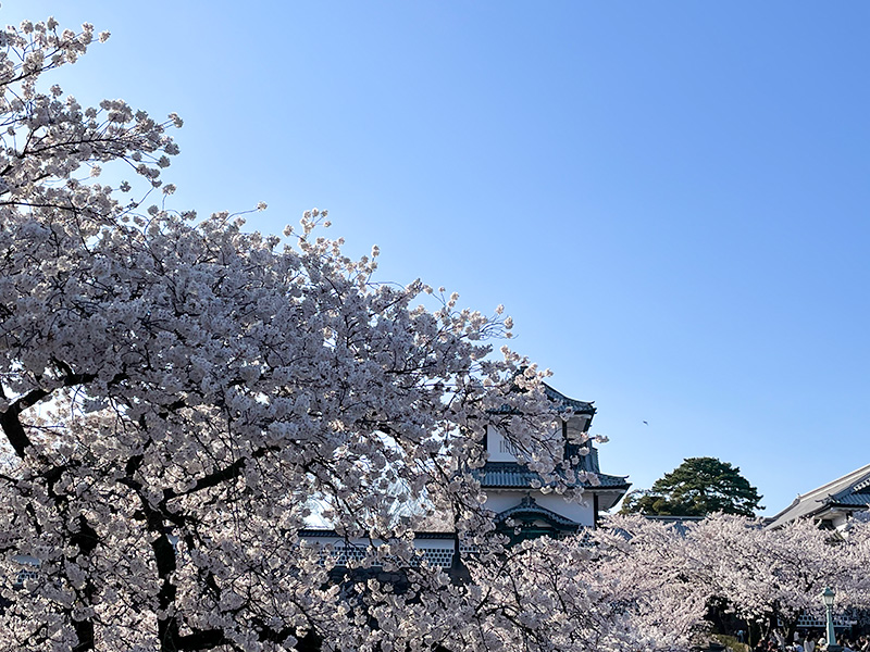 花見 桜 金沢 兼六園 石川門