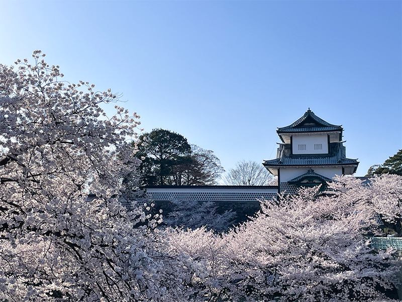 花見 桜 金沢 兼六園 石川門