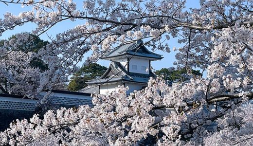 【花見】金沢の花見といえば兼六園と石川門は外せない桜の一大スポット