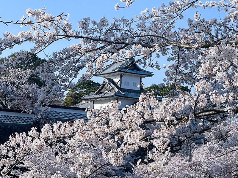 花見 桜 金沢 兼六園 石川門