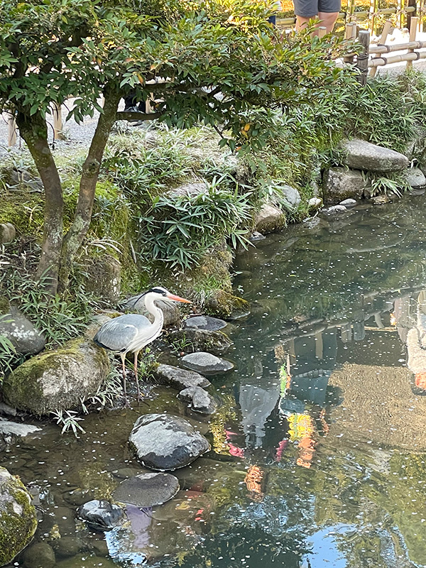 花見 桜 金沢 兼六園 石川門