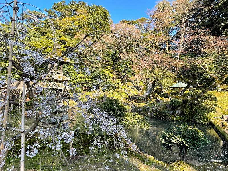 花見 桜 金沢 兼六園 石川門