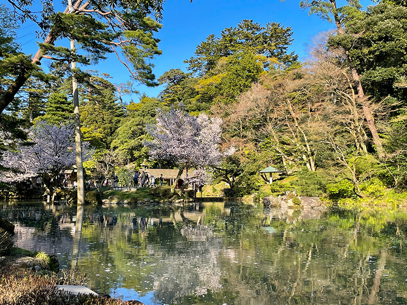 花見 桜 金沢 兼六園 石川門