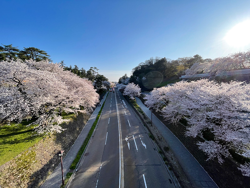 花見 桜 金沢 兼六園 石川門