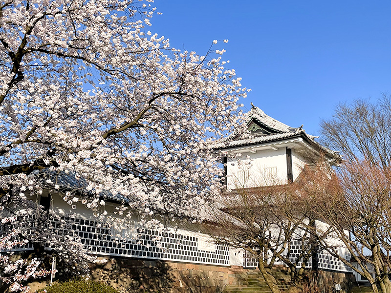 花見 桜 金沢 兼六園 石川門