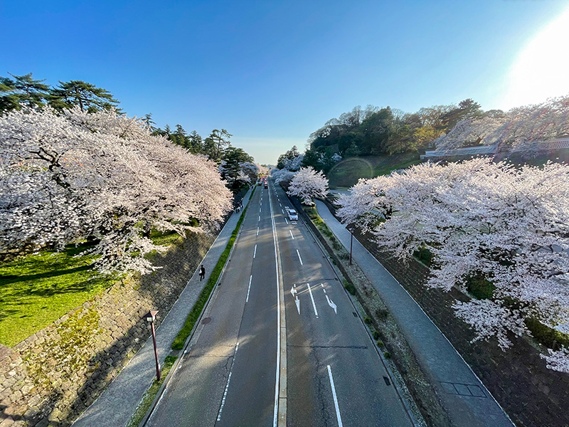 花見 桜 金沢 兼六園 石川門