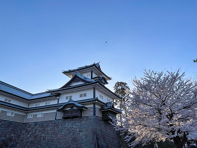 花見 桜 金沢 兼六園 石川門