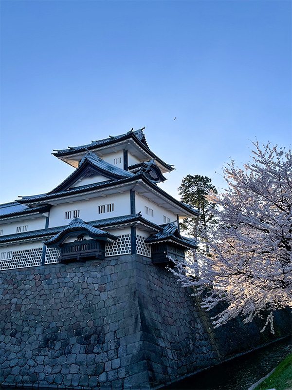 花見 桜 金沢 兼六園 石川門