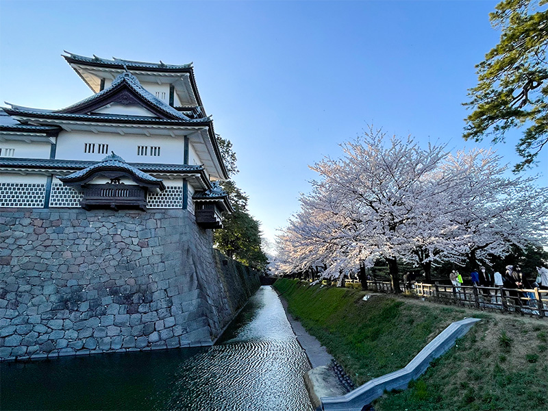 花見 桜 金沢 兼六園 石川門