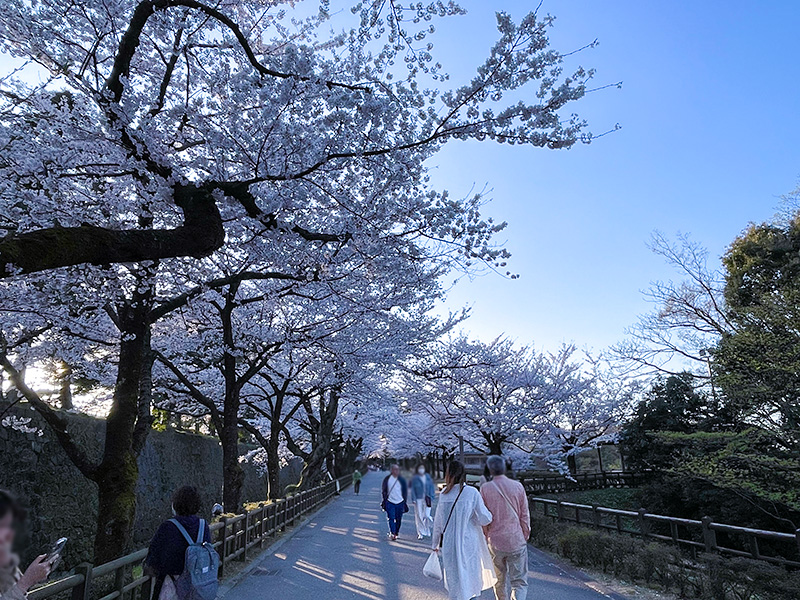 花見 桜 金沢 兼六園 石川門