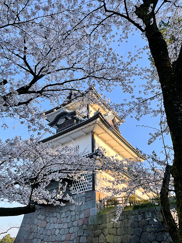 花見 桜 金沢 兼六園 石川門