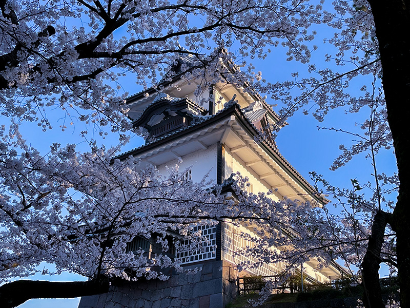 花見 桜 金沢 兼六園 石川門