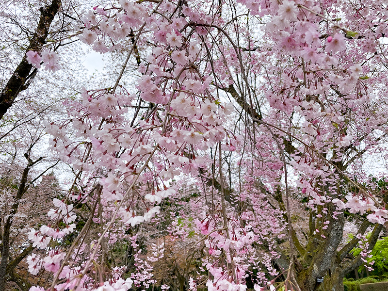 石川県樹木公園の桜