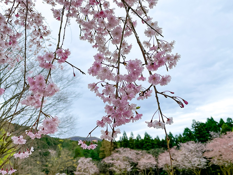 石川県樹木公園の桜