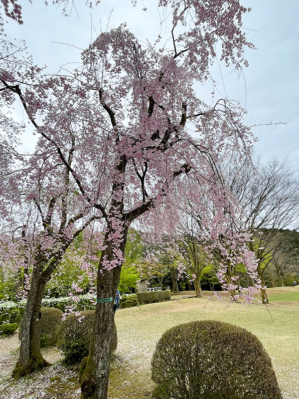 石川県樹木公園の桜