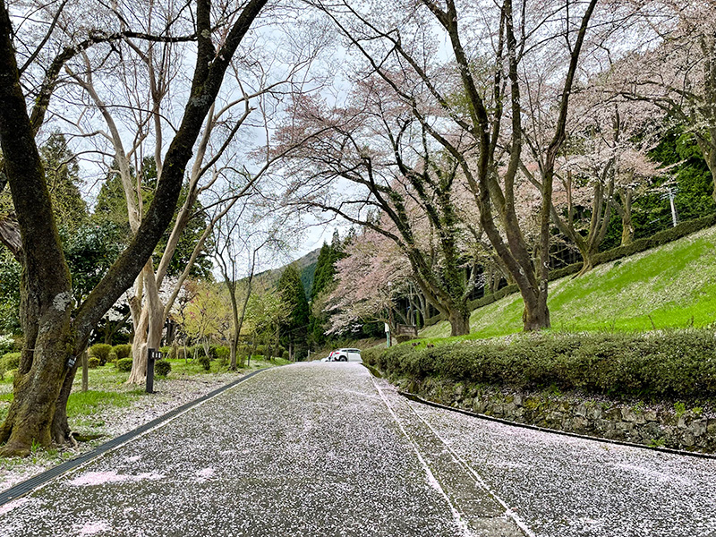 石川県樹木公園の桜