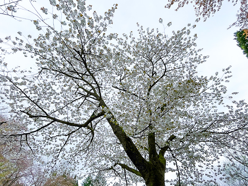 石川県樹木公園の桜