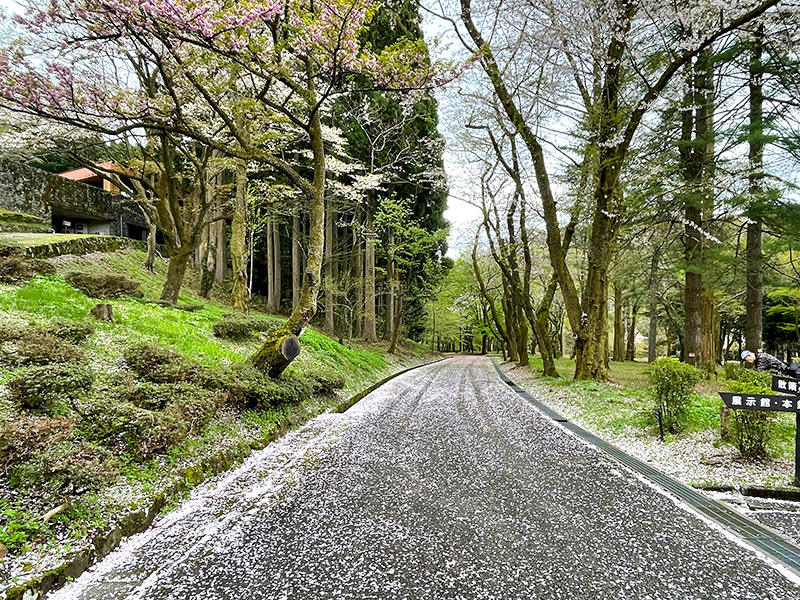 石川県樹木公園の桜